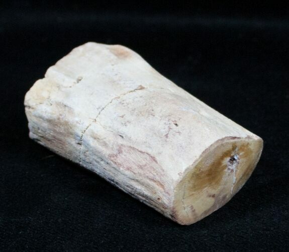 Petrified Wood Limb Section - Madagascar #3357
